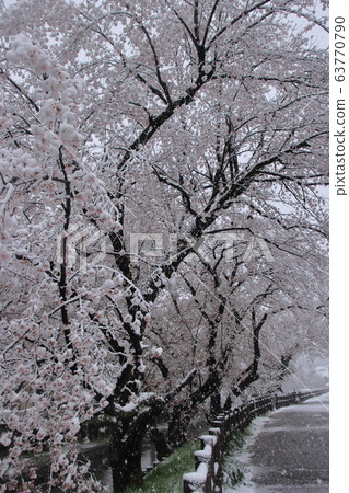 Sa玉縣川越市,在新雪川河沿岸的白雪皚皚的美麗櫻花 Sa玉縣川越市,在新雪川河沿岸的白雪皚皚的美麗櫻花 63770790