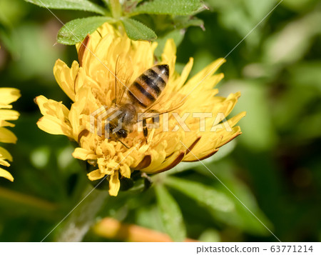 Dandelion x honey bee 63771214