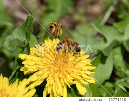 Dandelion x honey bee 63771238