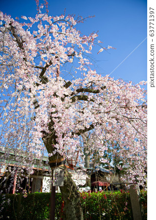 伏見Chokenji寺的櫻花2020 63771397