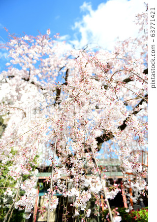 伏見Chokenji寺的櫻花2020 63771421