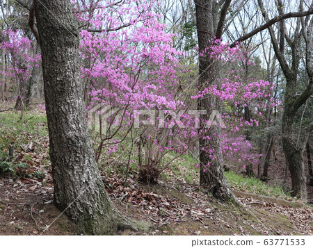 Kobe City Nishi Ward Park Azalea 63771533