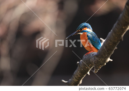 Kingfisher 971 63772074