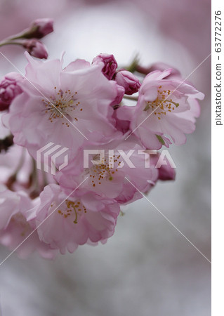 Cherry Blossoms   63772276