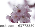 櫻花 63772280