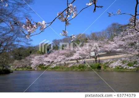 Cherry blossoms around the pond at Hanajima Park 63774379