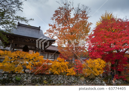 The Village of Shirakawa, a world heritage site, with its traditional houses with gassho-zukuri-style roofs at daylight in autumn 63774405