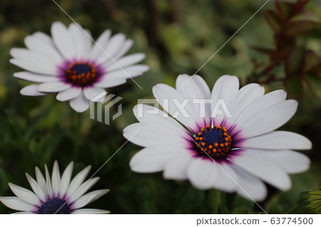 Osteoporum Osteoporum 63774500