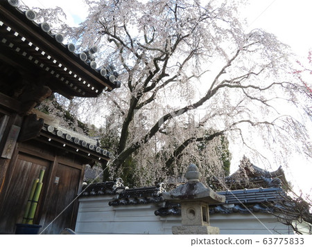 Senkoji Senkoji 63775833