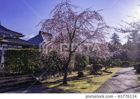 (靜岡縣)垂枝櫻花盛開,大石寺和土中町 (靜岡縣)垂枝櫻花盛開,大石寺和土中町 63776114