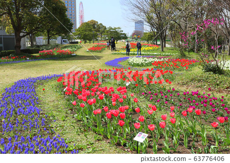 禦台場,在標誌散步公園的鬱金香花。流動的花壇(3月),東京江東區 禦台場,在標誌散步公園的鬱金香花。流動的花壇(3月),東京江東區 63776406