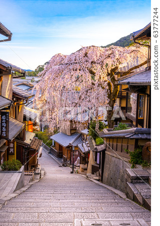 Sanyozaka的垂枝櫻花 63777244