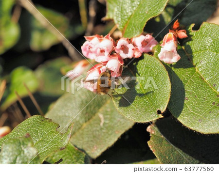 Beroud Tuliab Visiting Iwanashi Beroud Tuliab Visiting Iwanashi 63777560