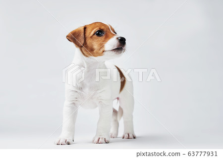 Jack russel terrier dog on white background 63777931