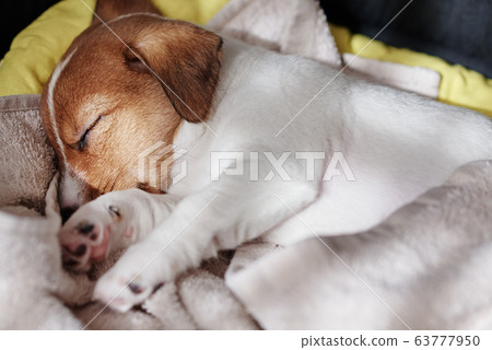 Jack russel terrier dog sleep in the bed 63777950