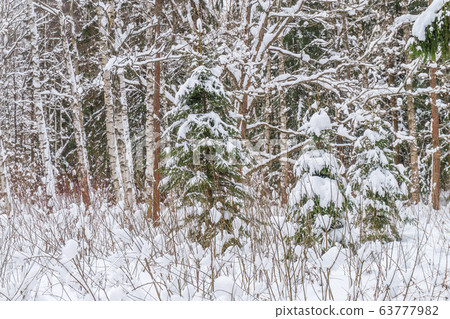 Winter Forest Background with Small Spruce Trees Winter Forest Background with Small Spruce Trees 63777982