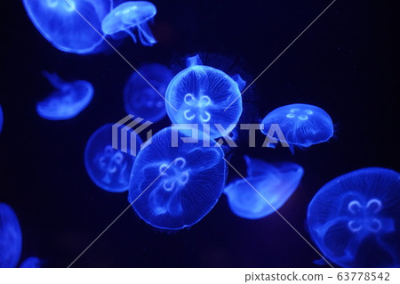 Blue jelly fish 63778542