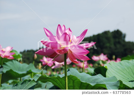 荷花荷花池 63778563