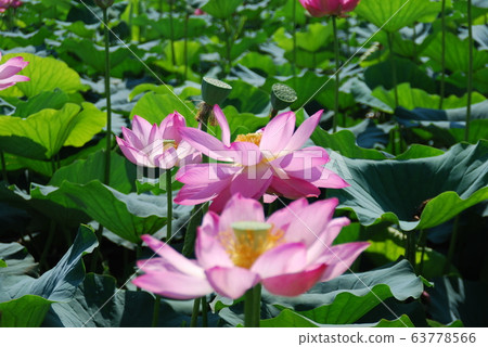 蓮花@荷花池 63778566