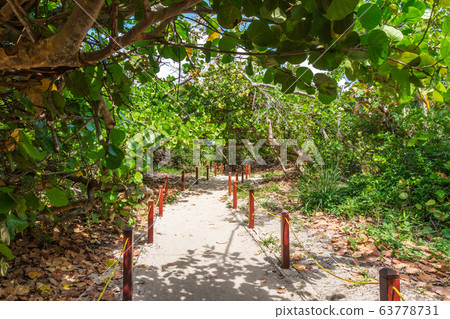 White sand pathway to the beach White sand pathway to the beach 63778731