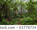 Green Jungle Forest Nature Background 63778734