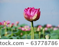蓮uz蓮池 63778786