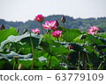 蓮uz蓮池 63779109