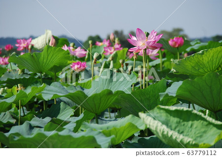 蓮池蓮 蓮池蓮 63779112