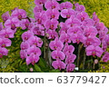 蘭普蘭 63779427