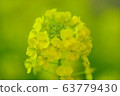 強姦開花 63779430