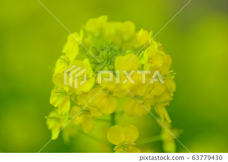 強姦開花 強姦開花 63779430