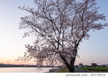 羽沼川越的櫻花 羽沼川越的櫻花 63779534
