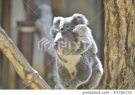 [Child care image] Koala mother and child 63780159