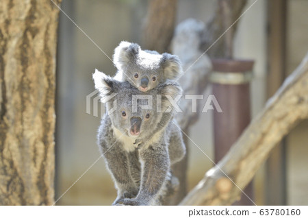 [Child care image] Koala mother and child 63780160