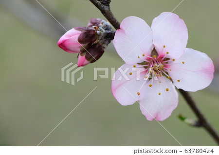 Rose almond flower same as plum cherry tree 63780424