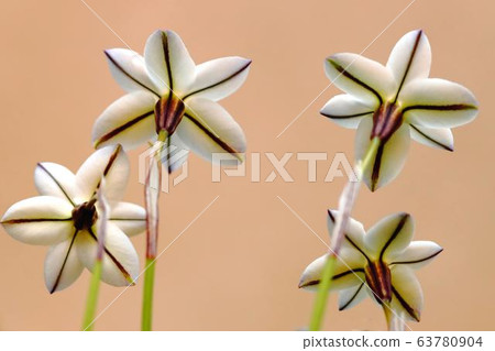 Star of Bethlehem 63780904