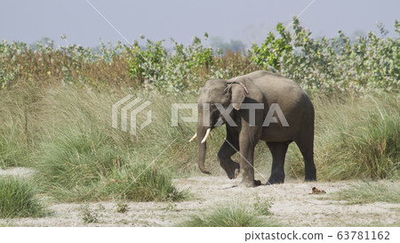 Asian elephant in Bardia, Nepal Asian elephant in Bardia, Nepal 63781162