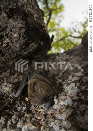 lesser Asiatic yellow bat in Bardia, Nepal 63781203