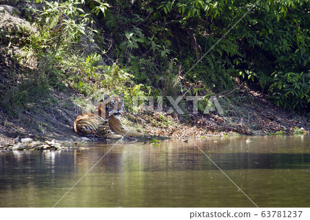 Wild Bengal tiger in Bardia, Nepal Wild Bengal tiger in Bardia, Nepal 63781237