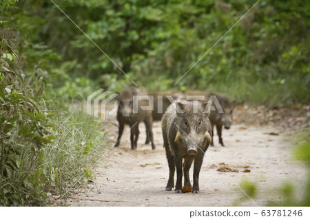 Wild boar in Bardia, Nepal Wild boar in Bardia, Nepal 63781246