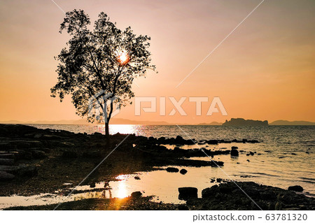 Tree on Tub Kaek beach iat sunset, Krabi 63781320