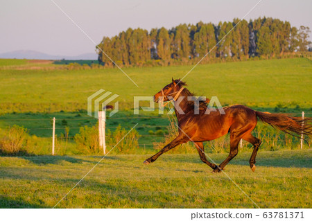 Beautiful wild untamed horse at a Criolla Festival in Caminos, Canelones, Uruguay, South America Beautiful wild untamed horse at a Criolla Festival in Caminos, Canelones, Uruguay, South America 63781371