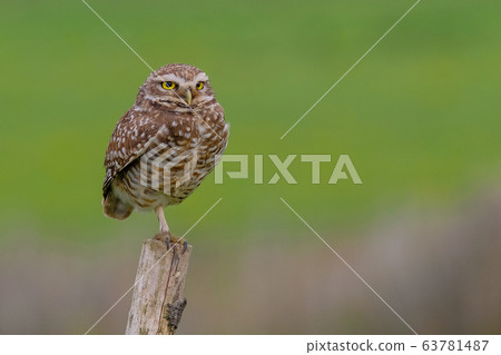 Beautiful Burrowing Owl with yellow eyes, Athene Cunicularia, standing on a pole, Uruguay, South America 63781487