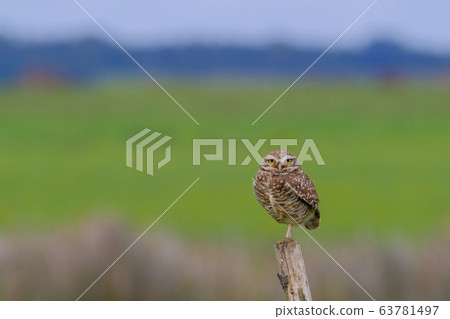 Beautiful Burrowing Owl with yellow eyes, Athene Cunicularia, standing on a pole, Uruguay, South America 63781497