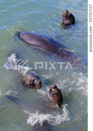 Sea lions entertaining tourists by playing and posing for photos at the fishing dock and harbor, Punta Del Este, Uruguay Sea lions entertaining tourists by playing and posing for photos at the fishing dock and harbor, Punta Del Este, Uruguay 63781527