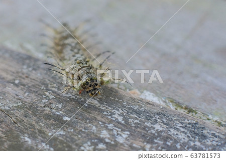 Close up of an unknown hairy caterpillar from the Thaumetopoea family, Lagoa do Peixe National Park, Brazil Close up of an unknown hairy caterpillar from the Thaumetopoea family, Lagoa do Peixe National Park, Brazil 63781573