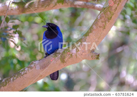 Azure Jay, Gralha Azul or Blue Jackdaw bird, Cyanocorax Caeruleus, Parque Estadual Rio Vermelho, Florianopolis, Brazil 63781624