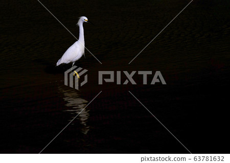 Snowy Egret, Egretta Thula, standing in the water, low key photography, Bombinhas, Brazil, South America 63781632
