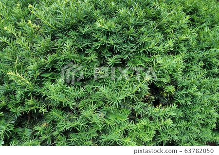 Yew tree. Growing branches with young green 63782050
