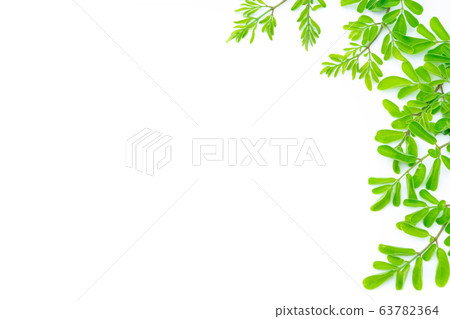 Closeup young moringa leaves branch, herb  63782364